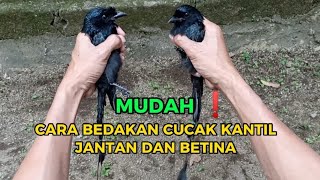 Download lagu PERBEDAAN CUCAK KANTIL JANTAN DAN BETINA mp3 Download lagu PERBEDAAN CUCAK KANTIL JANTAN DAN BETINA mp3