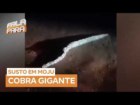 Cobra gigante assusta moradores em área rural de Moju (PA)