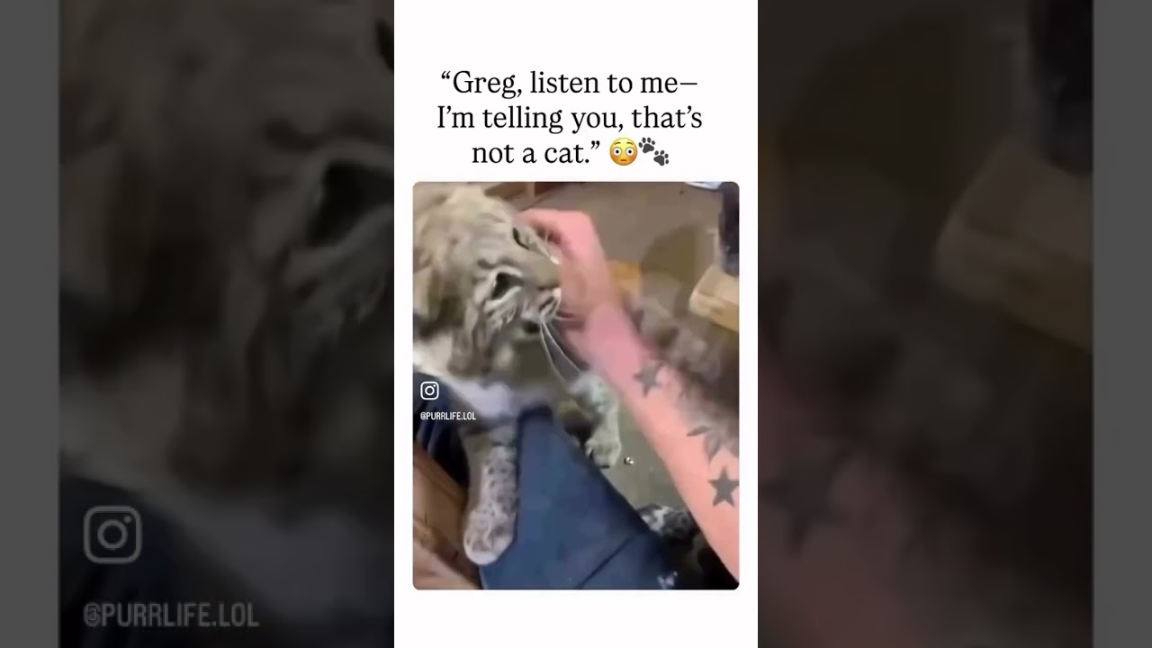 Don’t you understand Bark?! 🤣