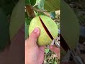 Fresh Guava Fruit Cutting In My Farm How To Cut Fruit In My Farm Shorts