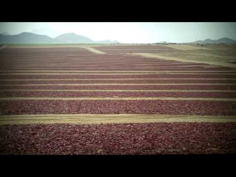 Agrícola Cerro Prieto