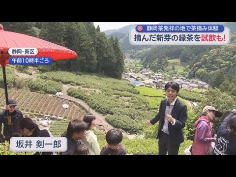 YouTube Video 静岡茶発祥の地で親子連れが茶摘みを体験　静岡市葵区「奥長島だんだん茶畑」