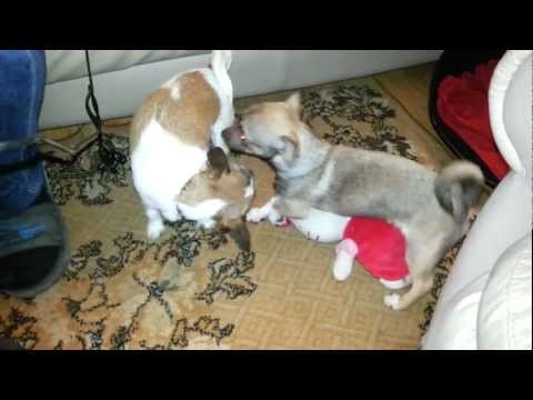 Hello kitty vs pieski chihuahua 
