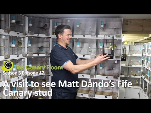 The Canary Room Season 5 Ep17 - a visit to Matt Dando