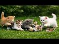 Cute Kittens Playing Outdoors Soft Meowing Sounds Relaxing Cat Video