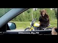 American Bears Vs Russian Bears