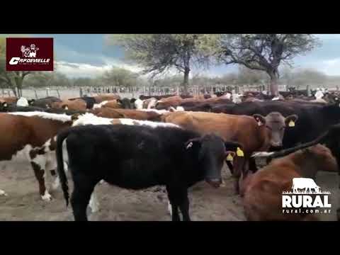 Lote 300 Terneros 200kg - , San Luis