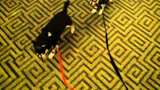 Boys in Boots 3 7 15