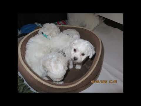 Bichon Frisé. Y-kuldet. Fra de blev født til 8 uger på et minut