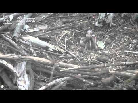 Rutland ospreys 2013 May 22nd 06:20 - three chicks at breakfast!
