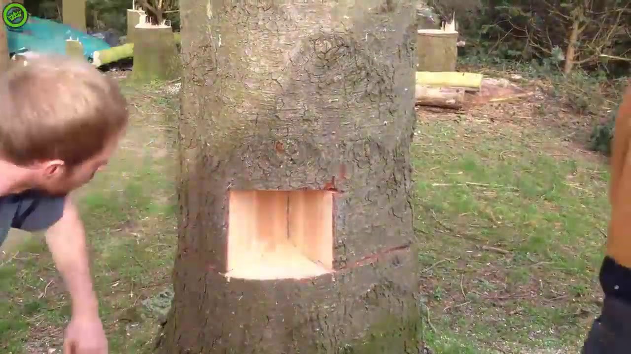 Настоящие мастера валки деревьев за работой