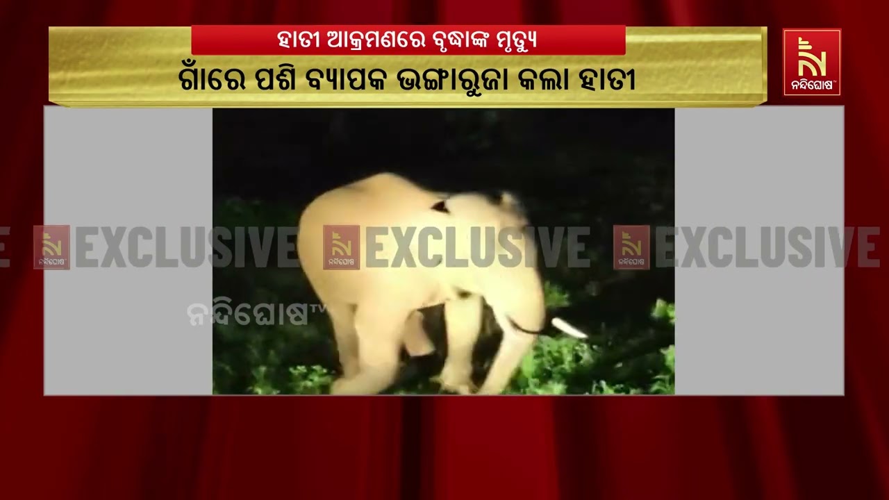 କୋଇଡ଼ା ରେଞ୍ଜ୍‌ ସାନନ୍ଦିପୁର ଗାଁରେ ଦନ୍ତା ହାତୀର ଉପଦ୍ରବ ?