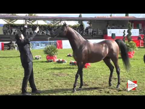 N.101 TF COLOURS - Arezzo 2015 - Stallion 7-9 years old (Class 11)