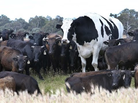 , title : 'E413 世界上最大的牛，主人卖不掉也宰不了，只能给它养老'