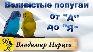 #Волнистые попугаи от А до Я ч. 5. Кладка яиц.