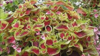 aberdeen - She Never Understood (Audio)