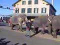 Ringling Brothers Elephants Remember The Way To The VBC