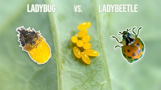The Life Cycle Of A Ladybug…and my unpredictable experience hatching w