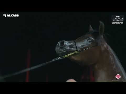 N 49 EY LANA   Katara Int  Arabian Horse Festival 2023   Fillies 2 Years Old Class 2B