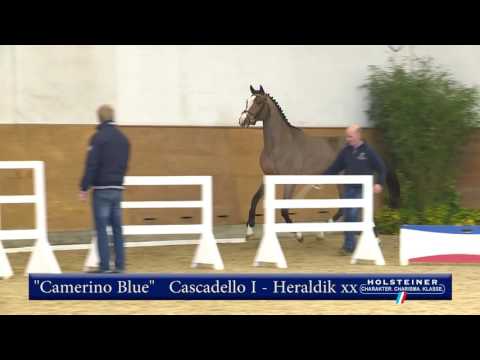 2. Camerino Blue v. Cascadello I - Heraldik xx