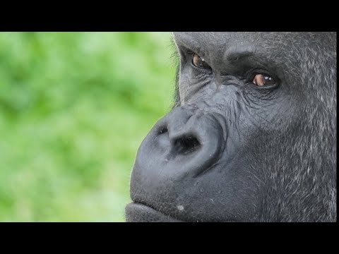 Oompa Caused the Virus?!