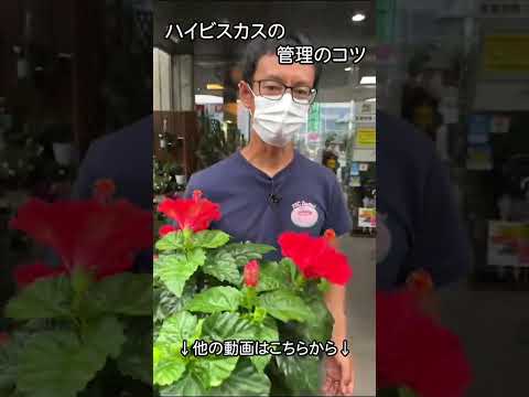 園芸 マーシュハイビスカス、マーシュハイビスカス