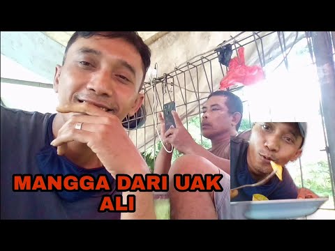 mangga-dari-uak-ali