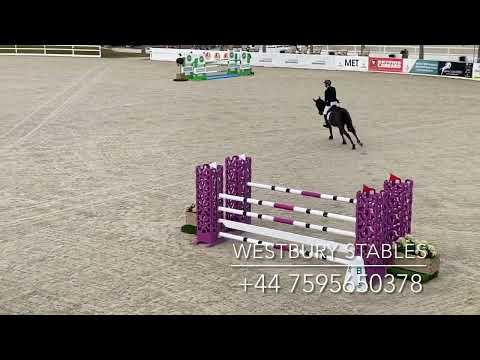 Djoko Z- 2016 Stallion (Dominator X Darco)