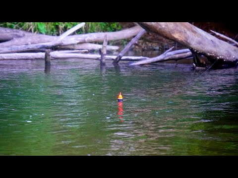 FLOAT FISHING KING SALMON - October 2022 (4k Bobber Downs!)