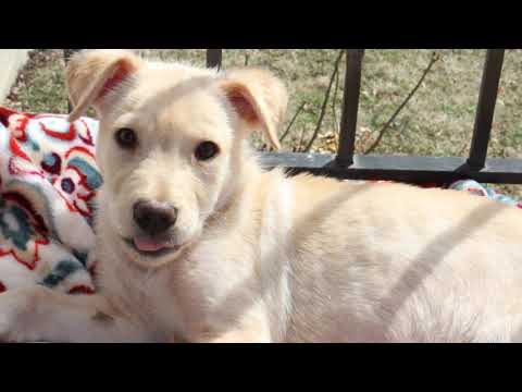 Barney, an adopted Labrador Retriever & Shar-Pei Mix in Baltimore, MD_image-1