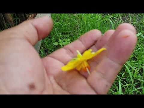 Giao lưu cặp mai giảo hương dáng bay (0967496679)