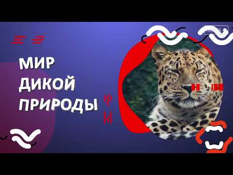 Мир дикой природы. Чëрный гриф и Дальневосточные леопарды