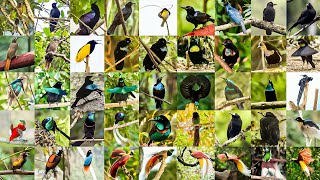 Download lagu 45 Burung Cenderawasih yang Harus Kamu Tahu mp3