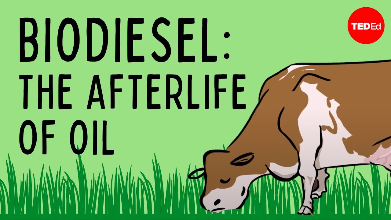 Biodiesel: The afterlife of oil - Natascia Radice