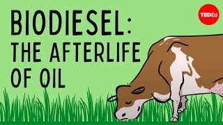 Biodiesel: The afterlife of oil - Natascia Radice