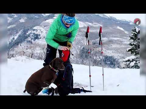 Fido Pro Airlift Measuring For Your Dog