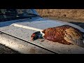 Hunting Pheasants And Mallards In Romania