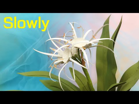 ABC TV | How To Make Spider lily Paper Flower (Slowly)| Paper Quilling - Craft Tutorial