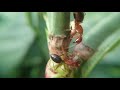 Symbiotic Relationship Between Ants And Cow Peas