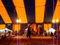 Midget Circus Clown On Trampoline