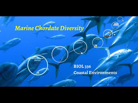Marine Chordate Diversity