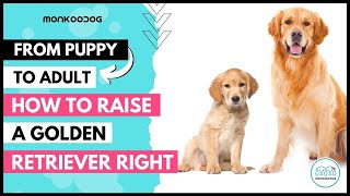 All you need to know before adopting a Golden retriever 🐕  Puppy II All about GOLDEN RETRIEVER DOGII