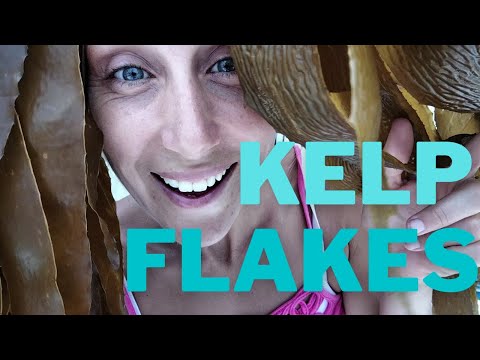 Homemade dehydrated kelp flakes. Easy steps for drying and using foraged sea kelp.