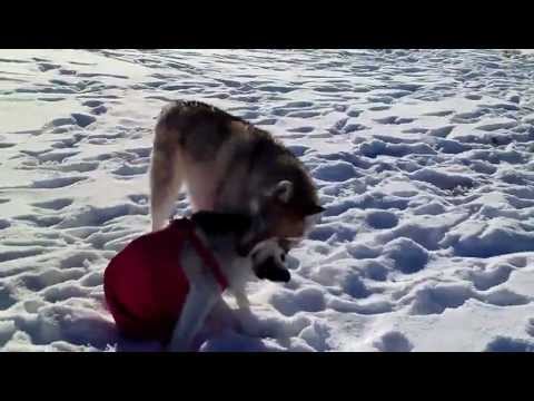 Mesha, the double rear leg amputee dog, snow princess