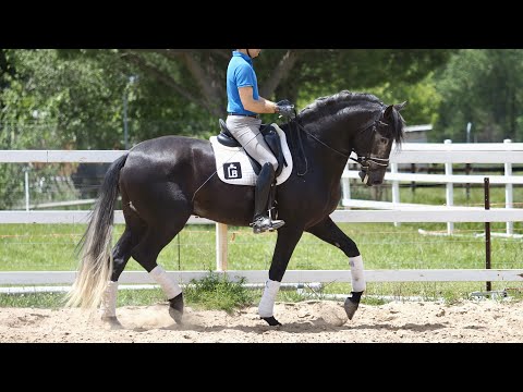 Outstanding dressage prospect PRE horse piro free.  172 CM - 2017