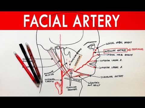 Facial Artery - Origin, course, branches | Anatomy Tutorial