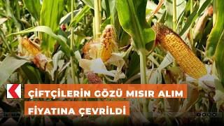 Çiftçilerin gözü mısır alım fiyatına çevrildi