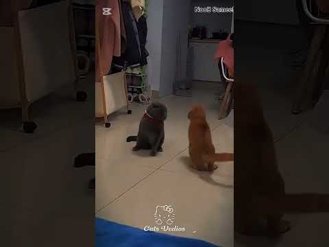 Cat aura moment ☠️#aura #sigma