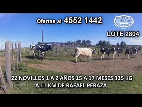 Lote 22 Novillos 1 a 2 años 22 HO 325 Kgkg -  en Colonia Damon- A 11 Km de Rafael Peraza