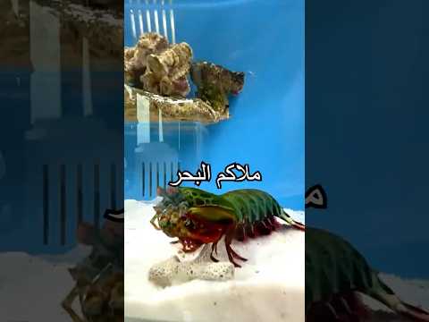هل كنتم تعرفون من قبل أن لكمة جمبري السرعوف بهذه القوة؟#shorts #miwuscience #mantisshrimp